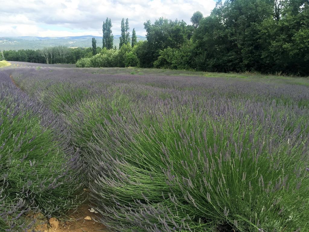 Le Chant Du Coeur Roussillon en Isere Eksteriør bilde